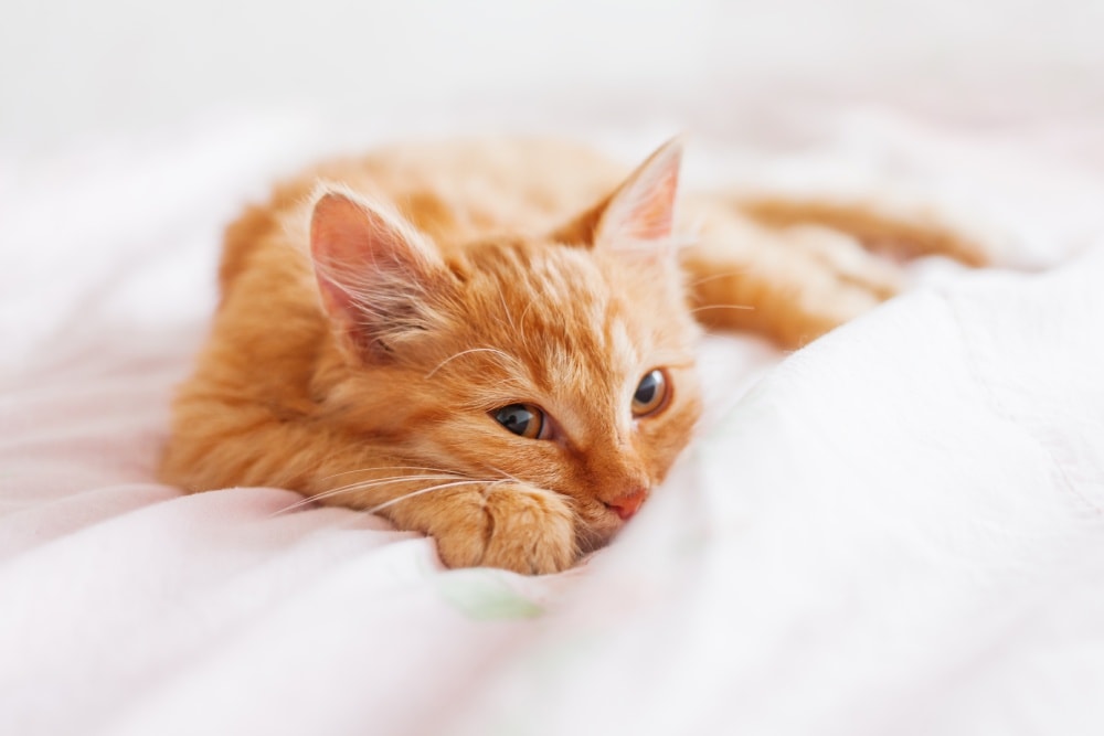 10 Pet-Friendly Hotels in Topeka Kansas (2026 Guide)