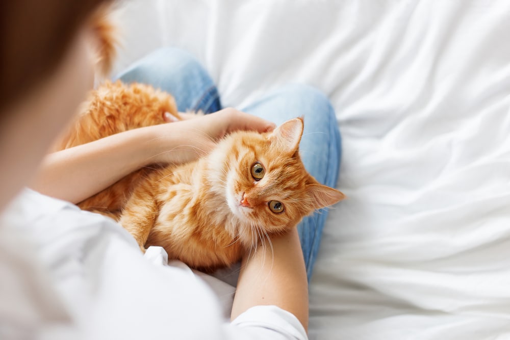 Are Orange Cats Dumb? Myth vs Fact