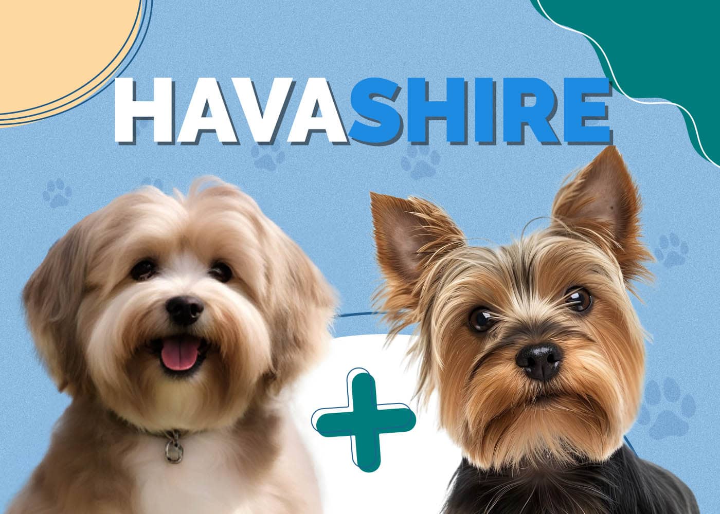 Havashire (Havanese & Yorkshire Terrier Mix): Info, Pictures, Facts