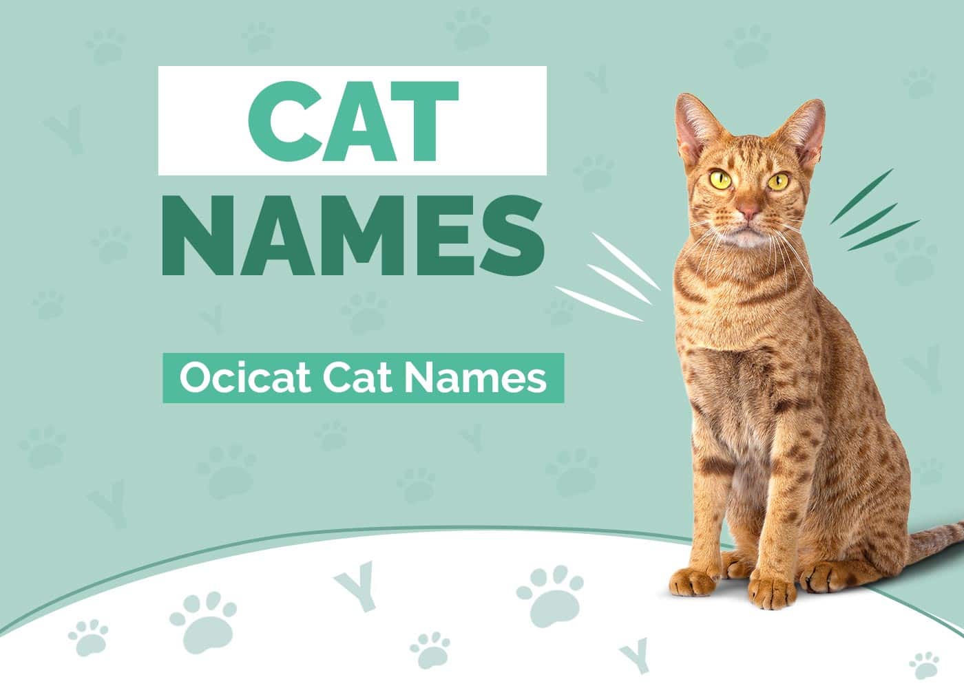 130+ Ocicat Cat Names: Our Top Picks for Your Loving & Playful Cat