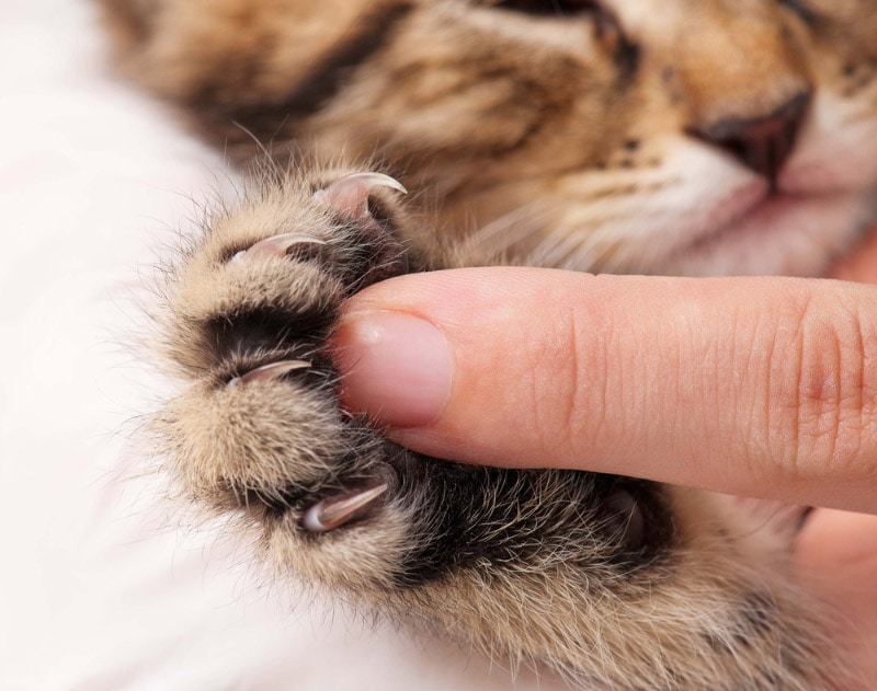Do Cats’ Claws Grow Back? Vet-Approved Facts & FAQ