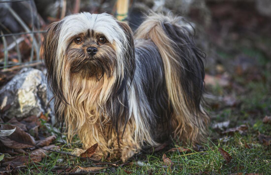 Are Lhasa Apsos Smart? Breed Intelligence & History