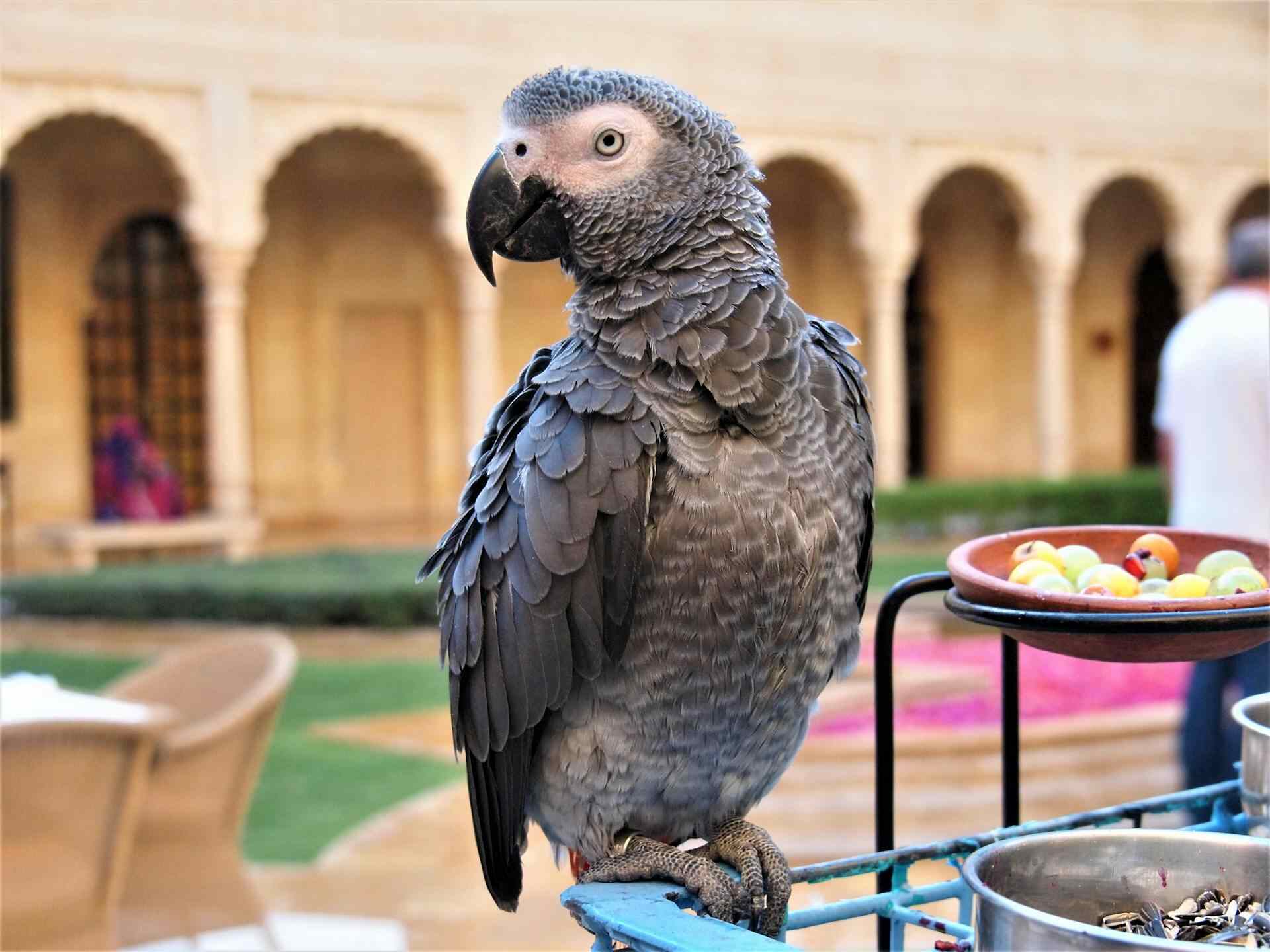 10 Vet-Verified Facts About African Grey Parrots