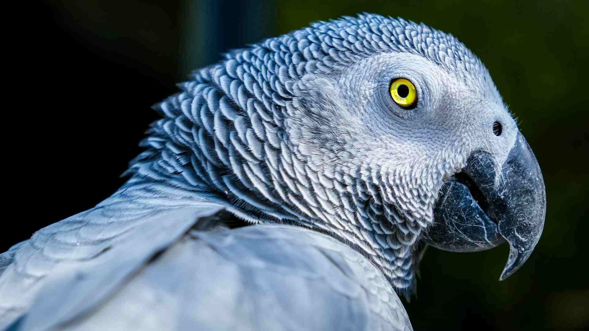 African Grey Parrot: Pictures, Info, Diet & Care Guide