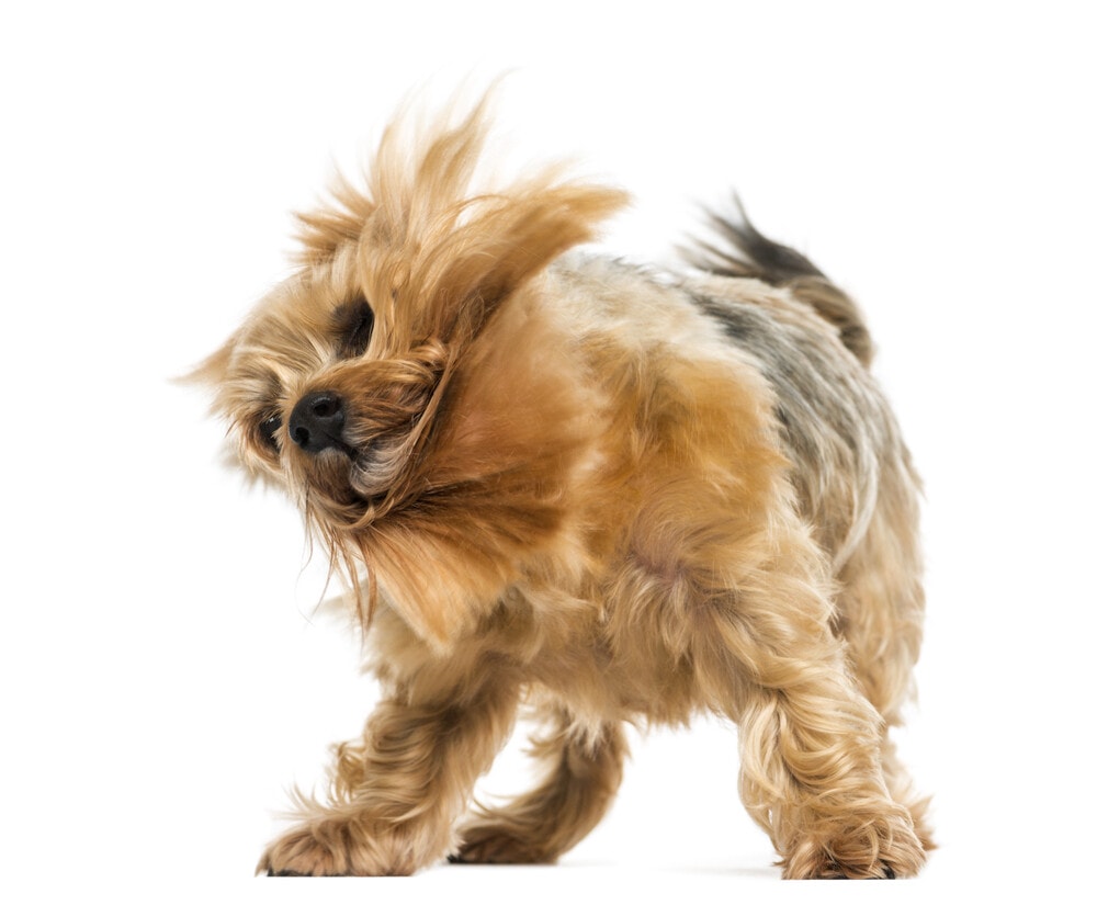 Why Do Dogs Shake Their Bodies After You Pet Them? 4 Vet-Verified Possible Reasons