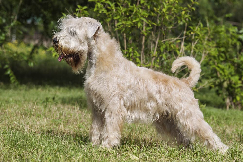 Soft-Coated Wheaten Terrier Size & Growth Chart (Vet-Verified)