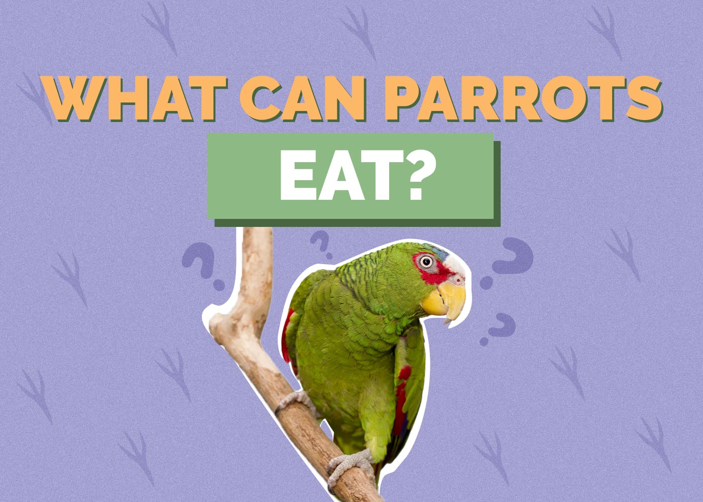 What Can Parrots Eat? 10 Vet-Approved Human Foods Safe for Parrots