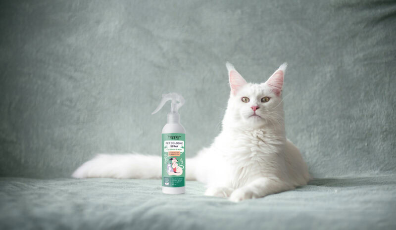 white maine coon cat with hepper cologne