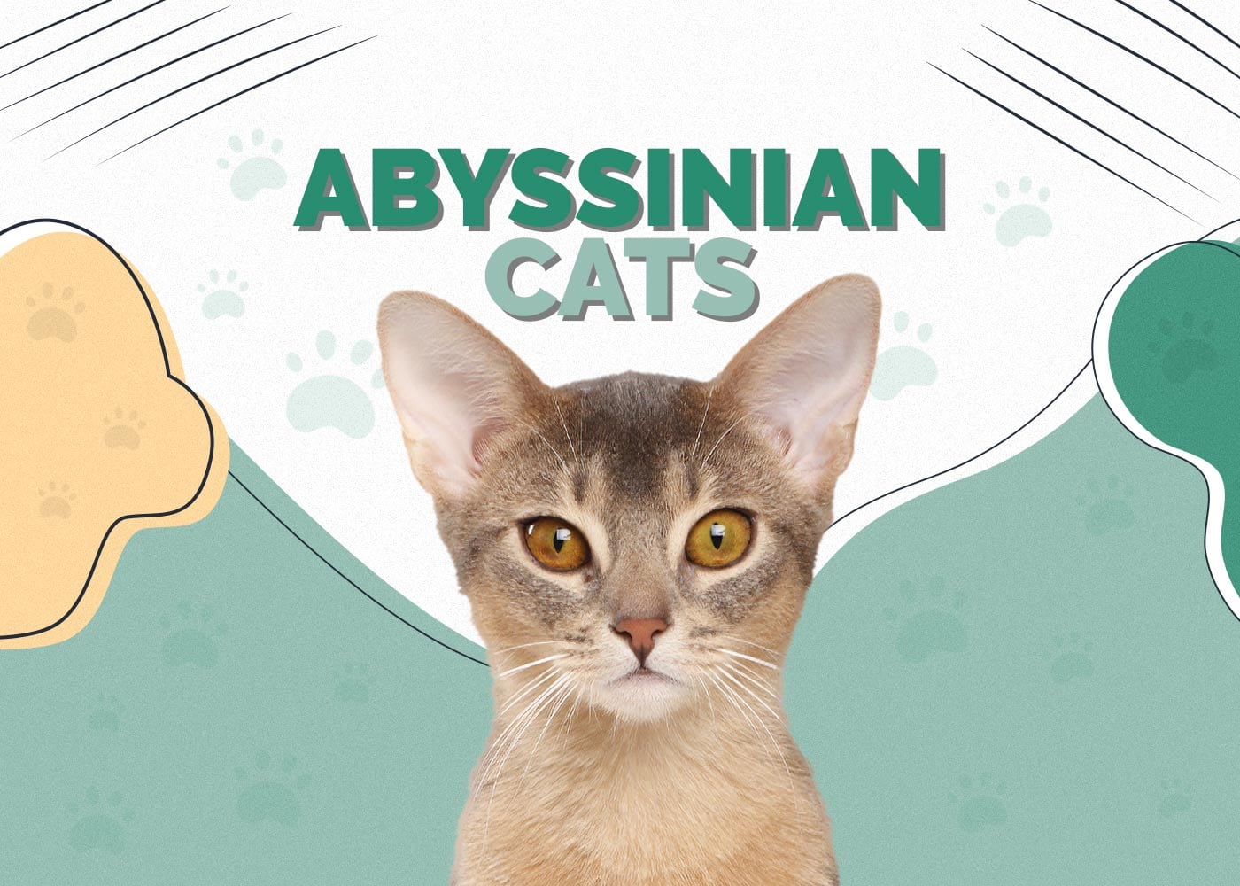 Abyssinian Cat Breed Info: Pictures, Care, Traits & Facts