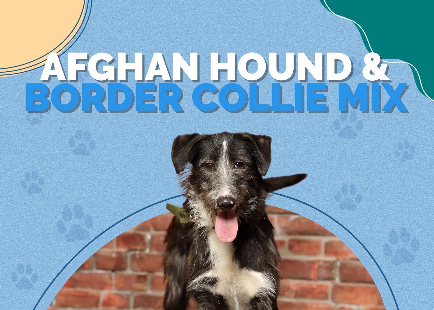 Afghan Hound & Border Collie Mix: Info, Pictures, Characteristics & Facts