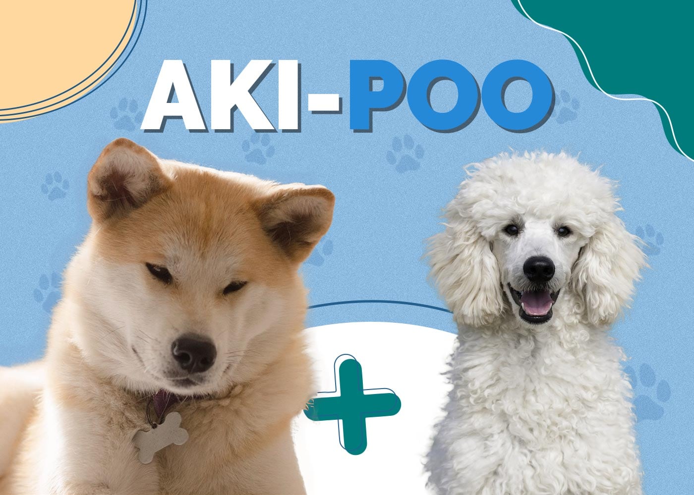 Akita Poodle Mix (Aki-Poo): Dog Breed Info & Pictures