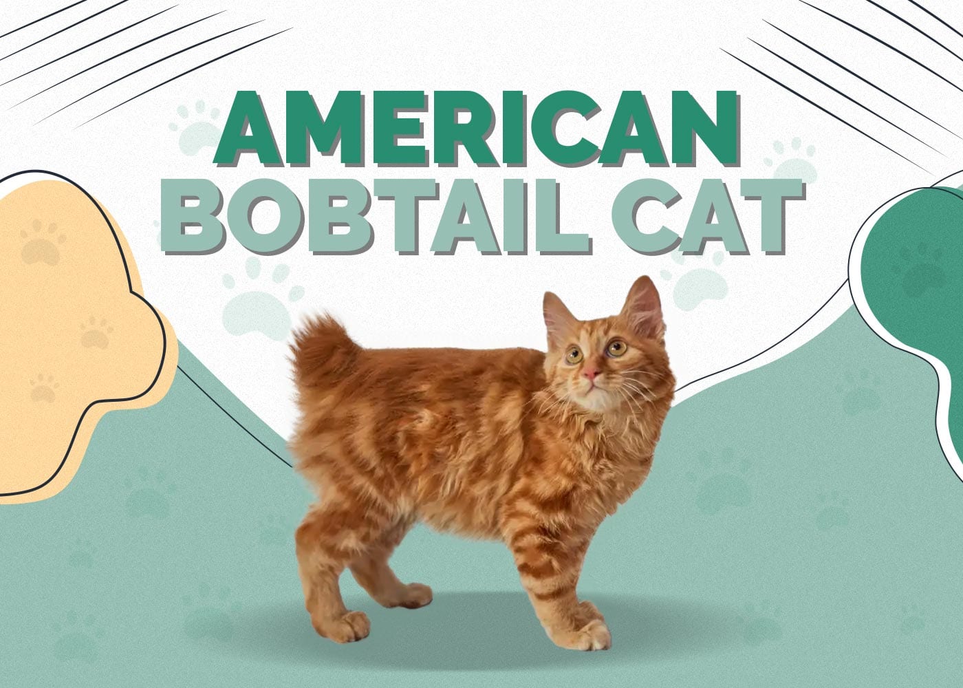 American Bobtail Cat: Breed Info, Pictures, Care, Traits & Facts