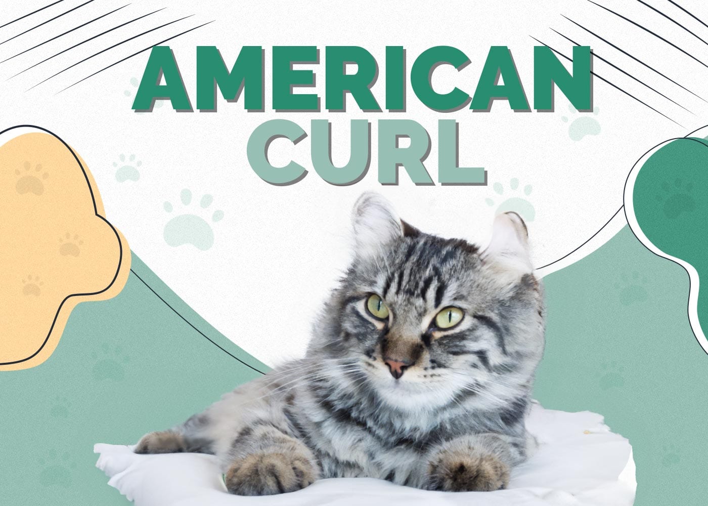American Curl Cat: Info, Pictures, Characteristics & Facts