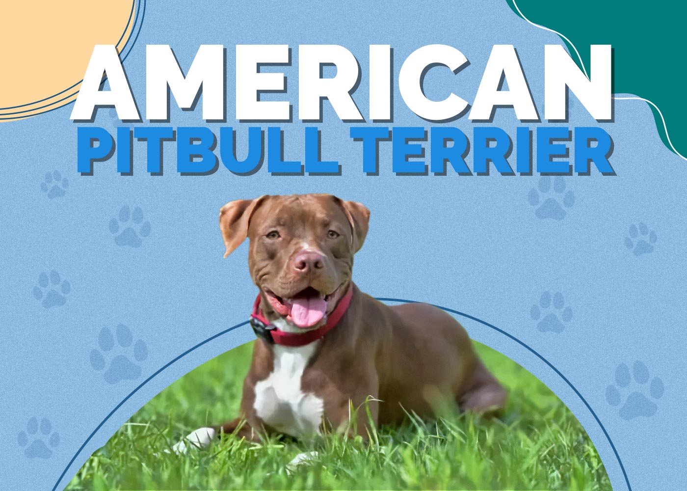 American Pitbull Terrier Dog Breed: Info, Pictures, Temperament & Traits