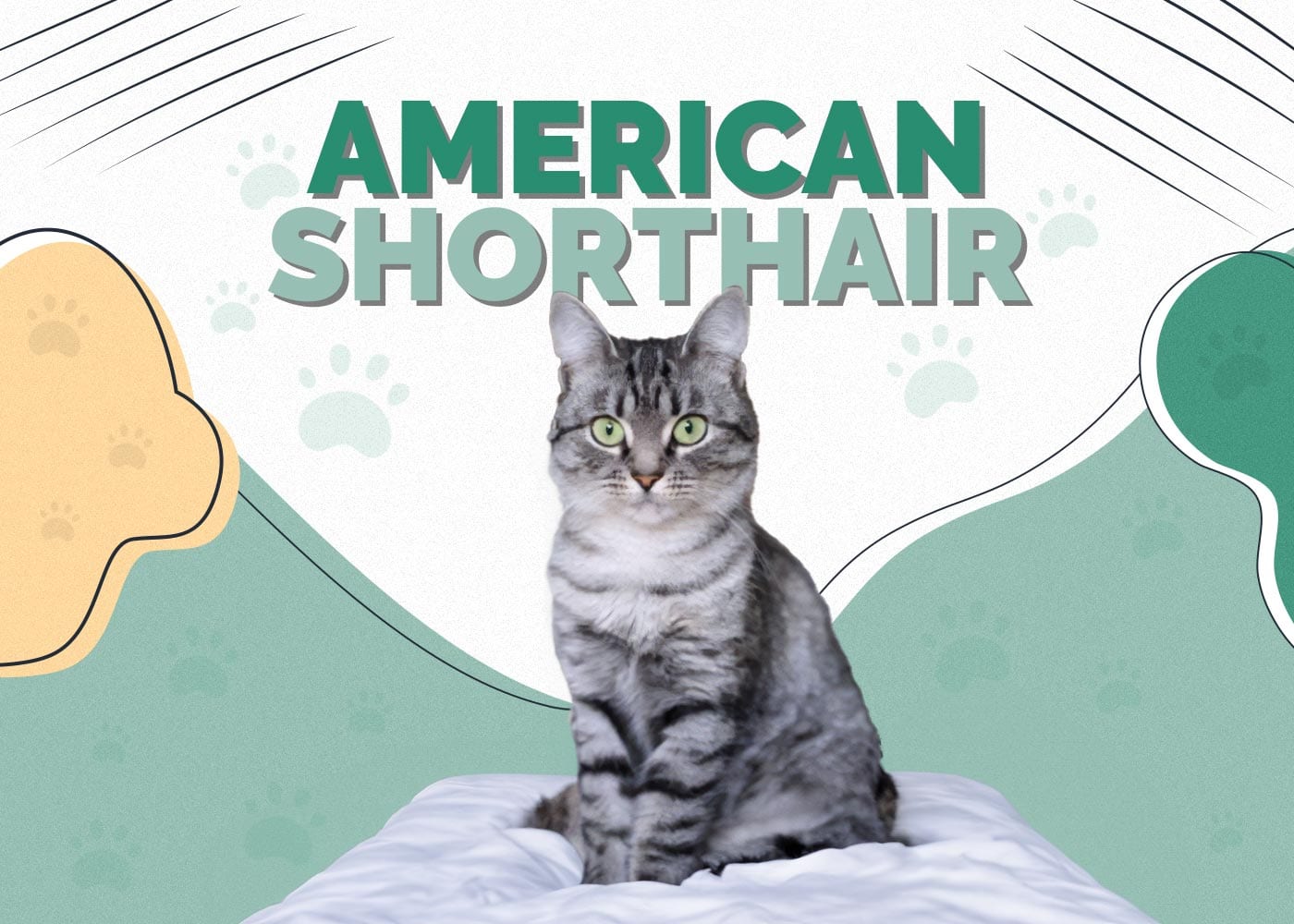 American Shorthair Cat: Info, Pictures, Characteristics & Facts