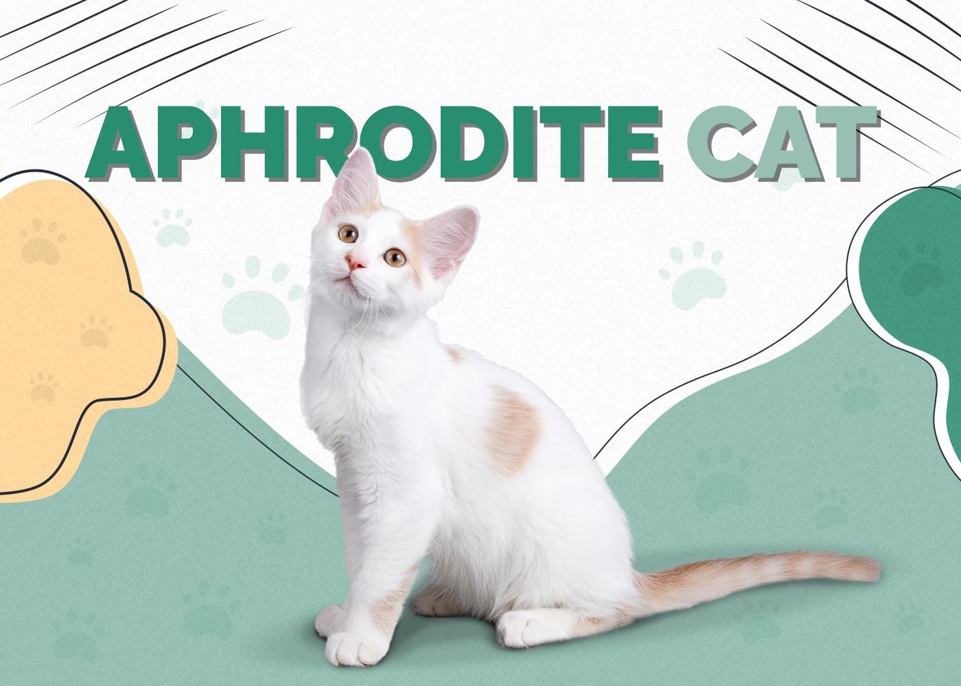 Aphrodite Cat: Breed Info, Pictures, Characteristics & Facts