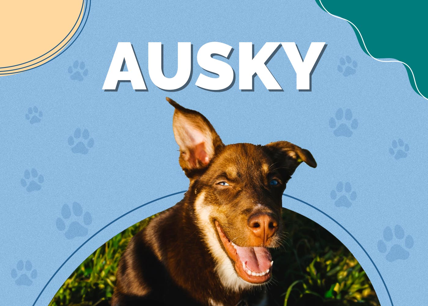 Ausky (Australian Cattle Dog & Husky Mix): Info, Pictures, Facts