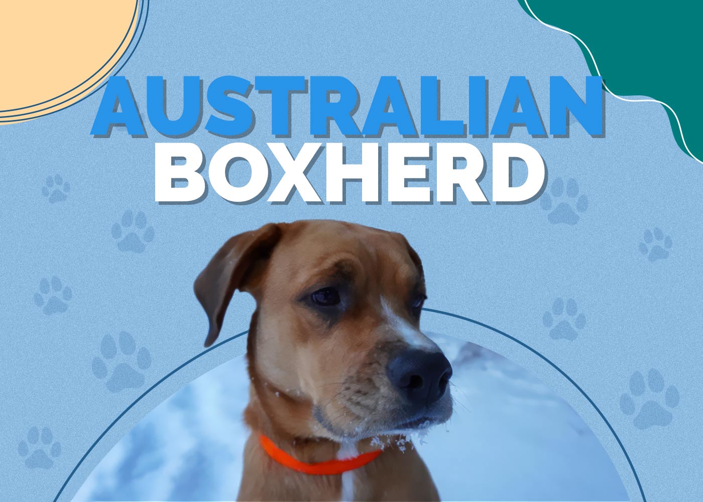 Australian Boxherd (Australian Shepherd & Boxer Mix): Info, Pictures, Characteristics & Facts