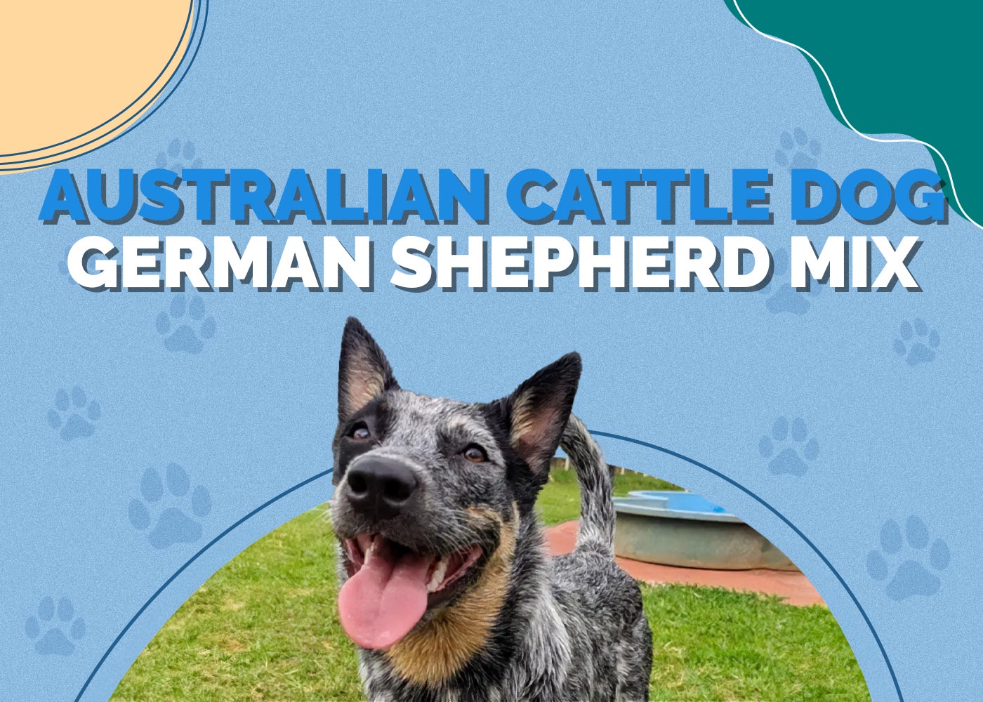 Australian Cattle Dog German Shepherd Mix: Info, Pictures, Temperament & Traits