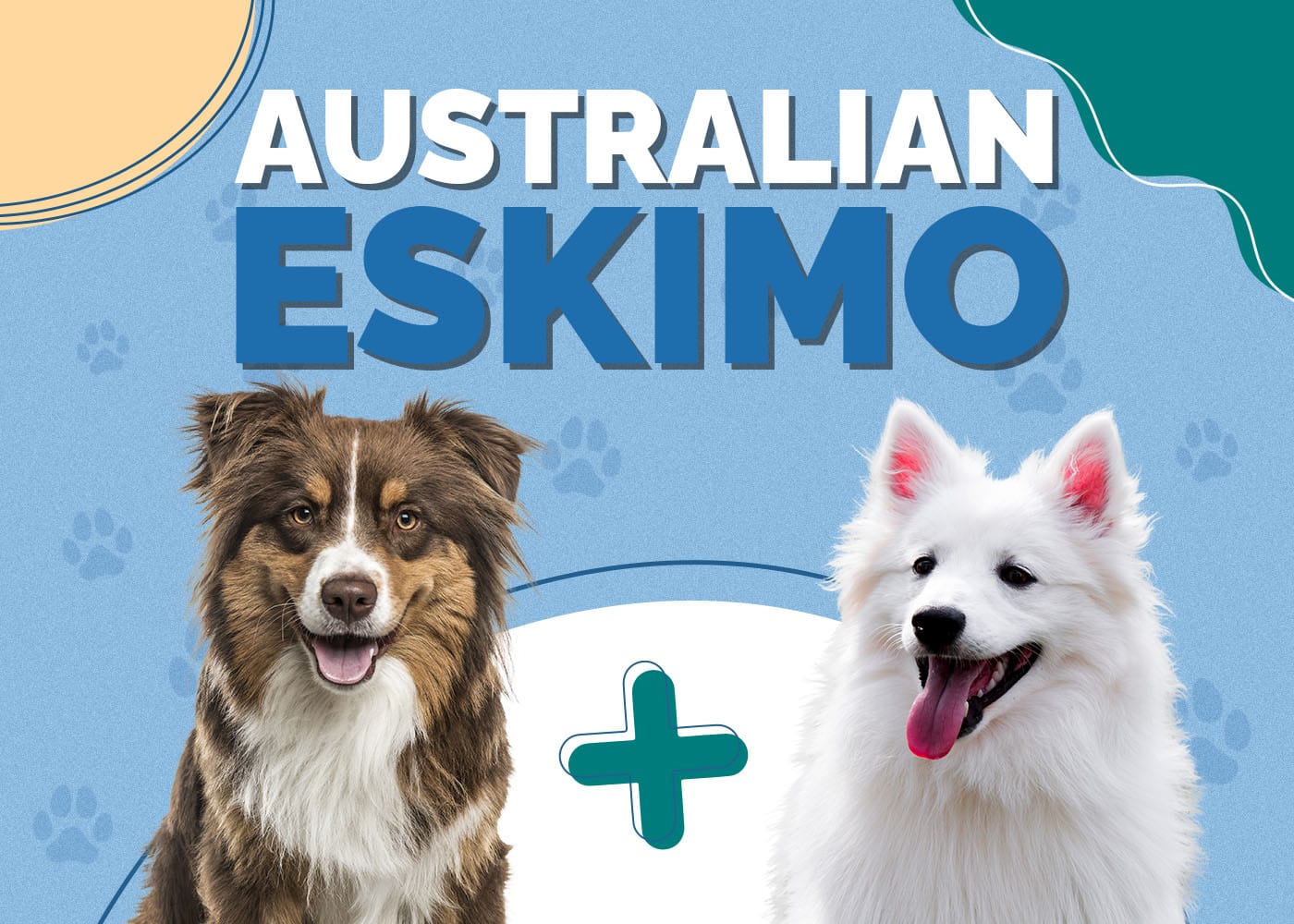 Australian Eskimo (American Eskimo & Australian Shepherd Mix): Pictures & Info