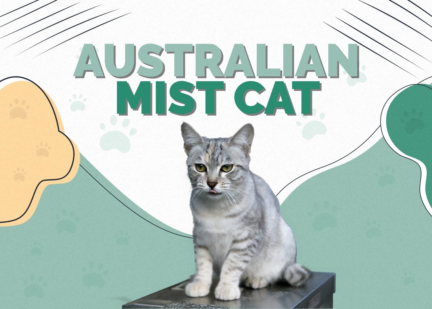 Australian Mist Cat: Pictures, Care, Traits & Facts