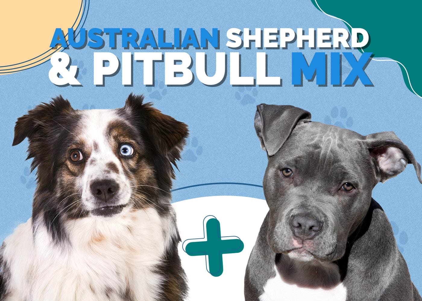Australian Shepherd Pit Bull Mix: Info, Pictures, Temperament & Traits