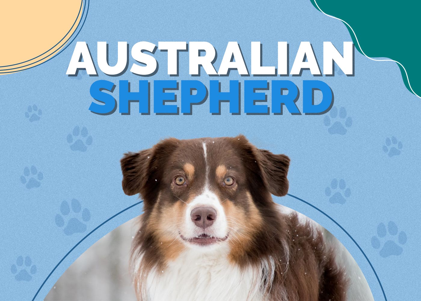 Australian Shepherd Dog Breed Info: Pictures, Origin, Traits & Facts