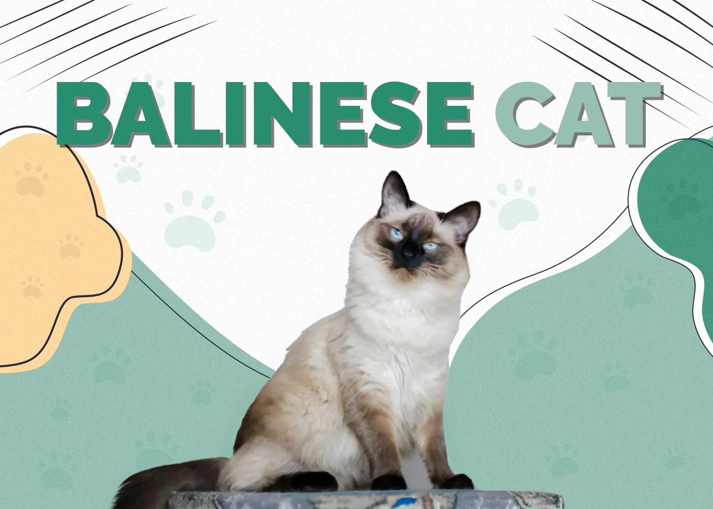 Balinese Cat: Info, Pictures, Characteristics & Facts