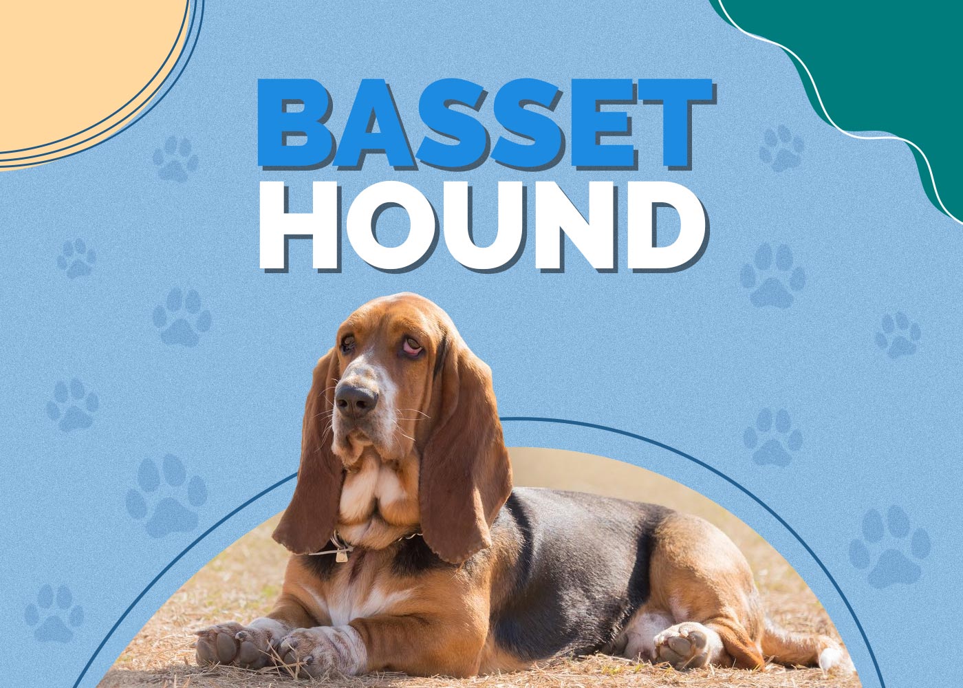 Basset Hound Breed Info, Pics, Puppies, Traits & Facts