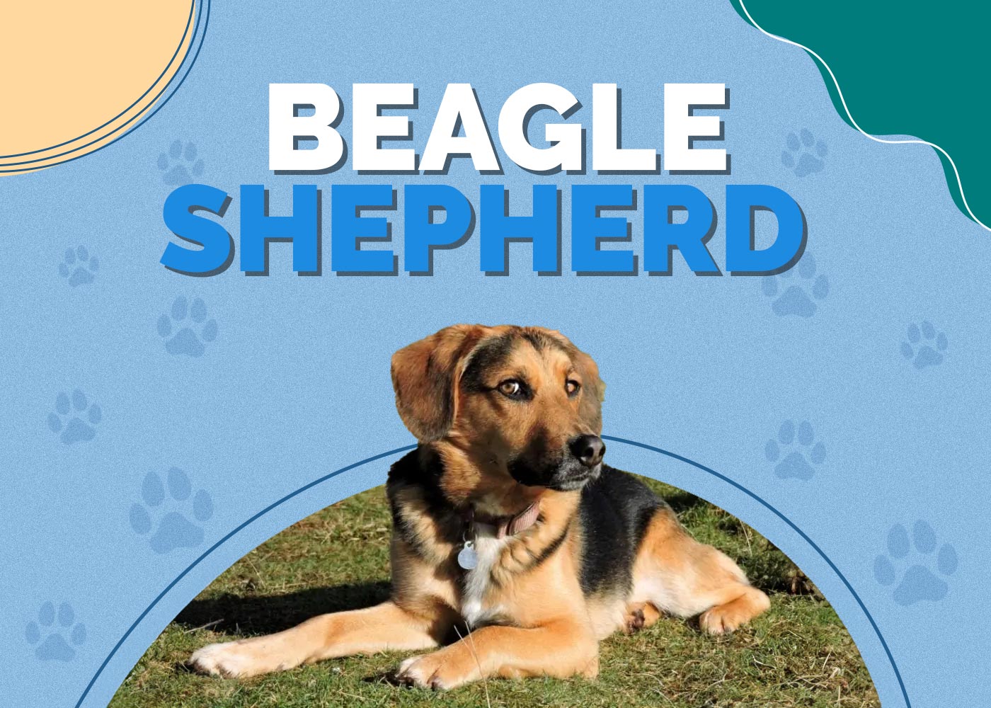 Beagle Shepherd (German Shepherd & Beagle Mix): Info, Pictures, Temperament & Traits