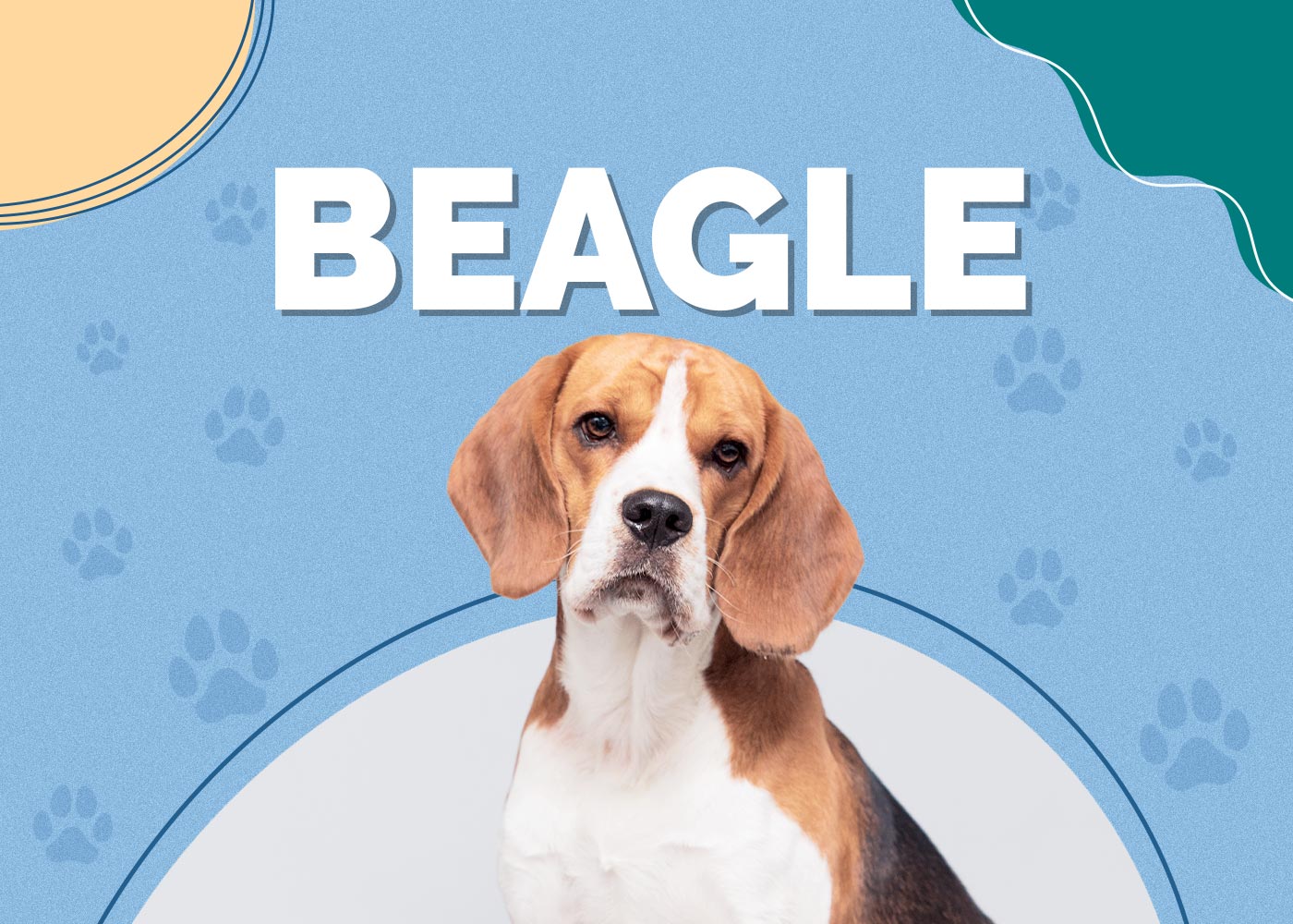 Beagle | Dog Breed Info: Pictures, Characteristics & Facts