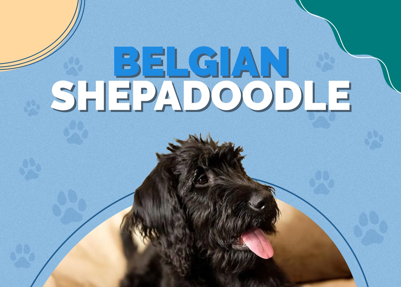 Belgian Shepadoodle (Belgian Sheepdog & Poodle Mix): Info, Pictures & More
