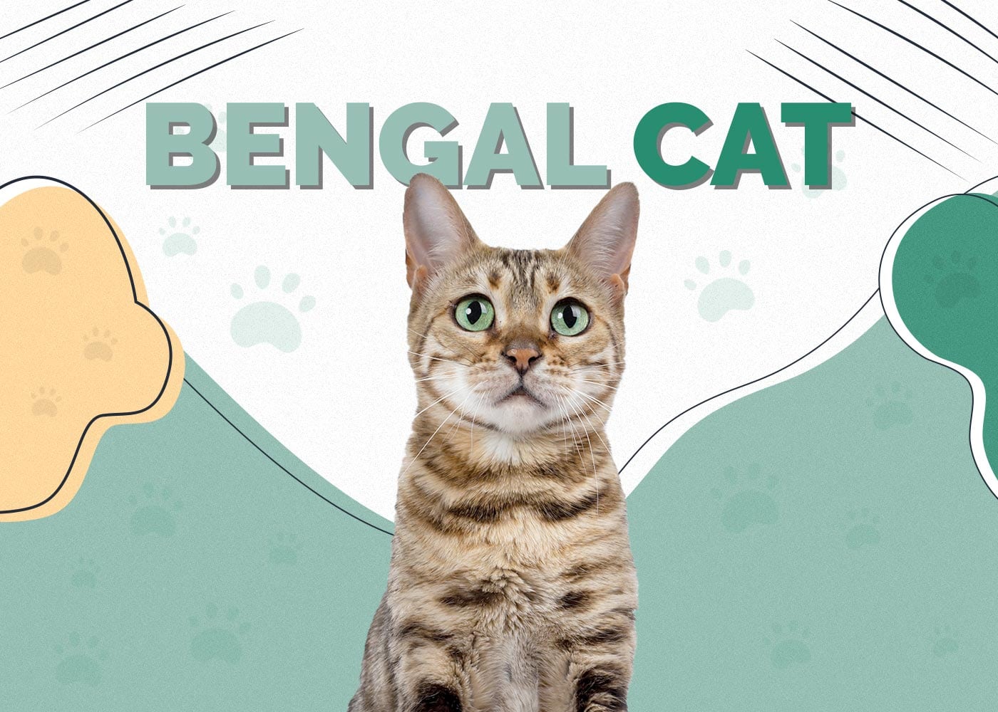 Bengal Cat: Breed Info, Pictures, Care, Traits & Facts