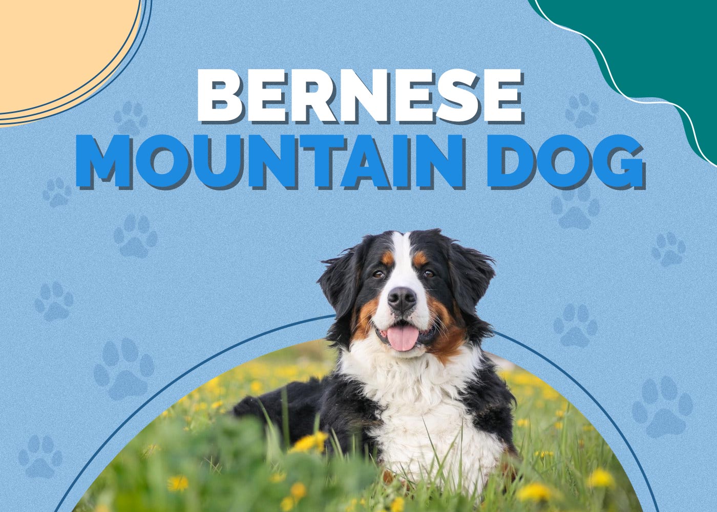 Bernese Mountain Dog Breed: Info, Pictures, Care & Traits