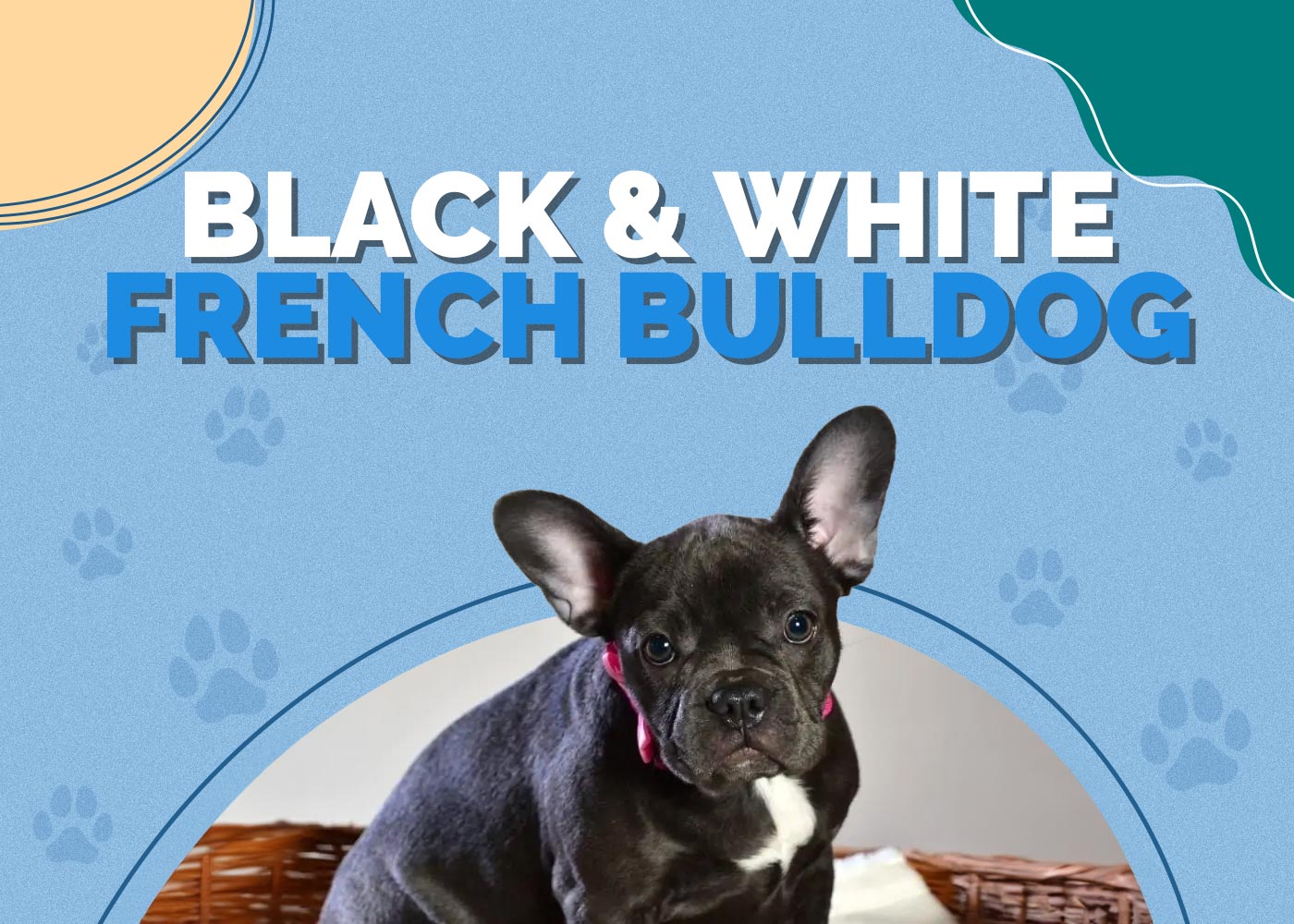 Black and White French Bulldog: Info, Pictures, Origin & History