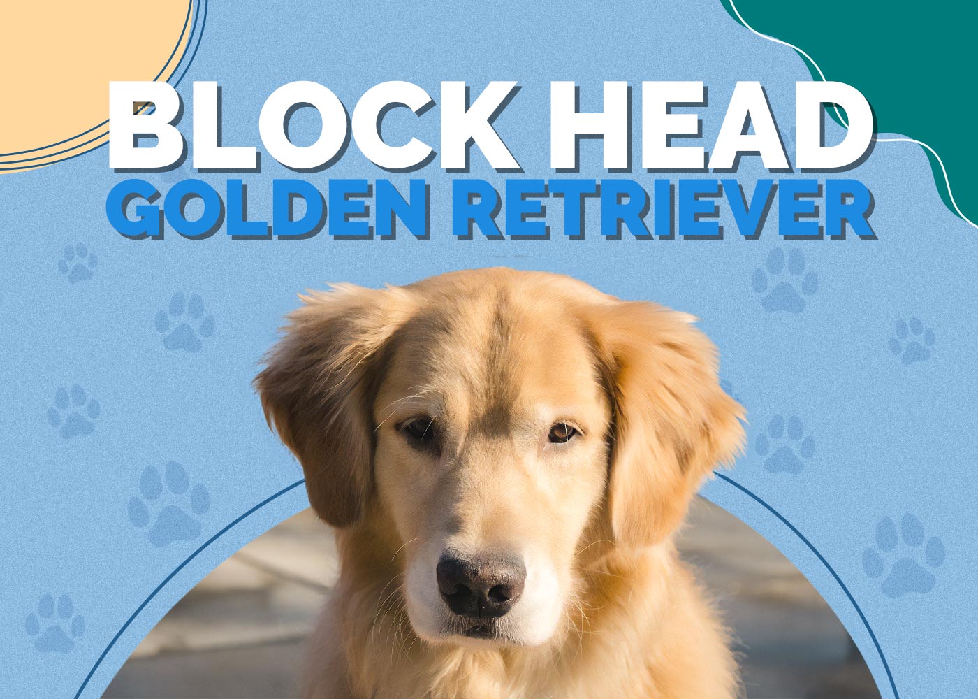 Block Head Golden Retriever | Dog Breed Info: Pictures, Facts & Care Tips
