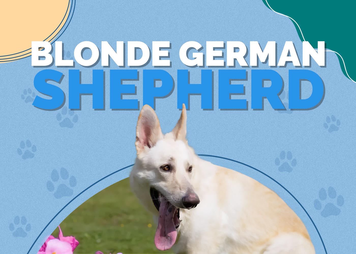 Blonde German Shepherd: 7 Interesting Facts, Info & Pictures