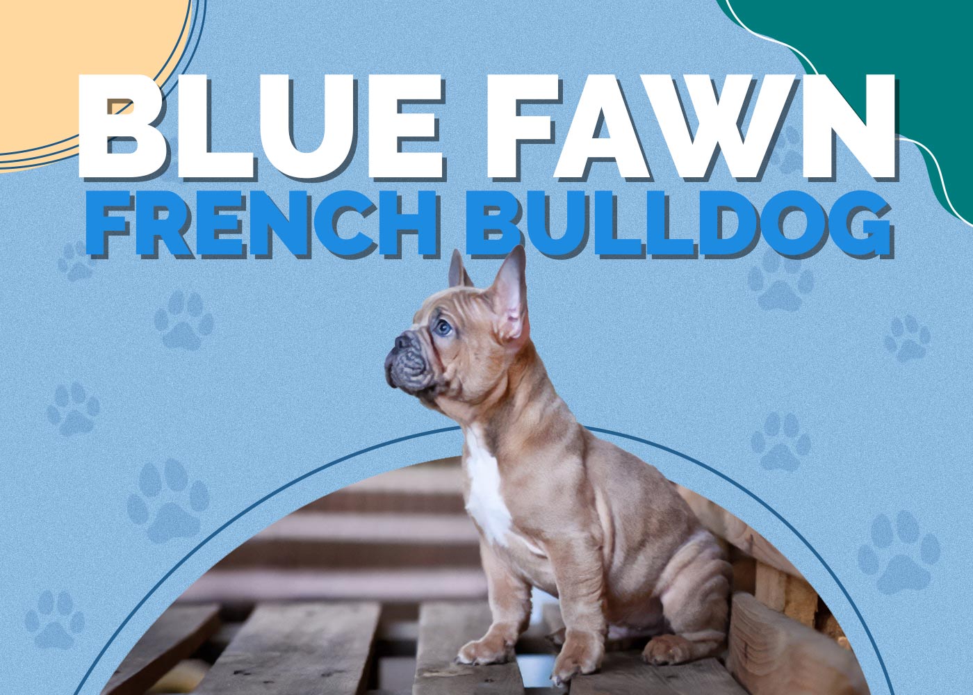 Blue Fawn French Bulldog: Info, Pictures, Traits & Facts