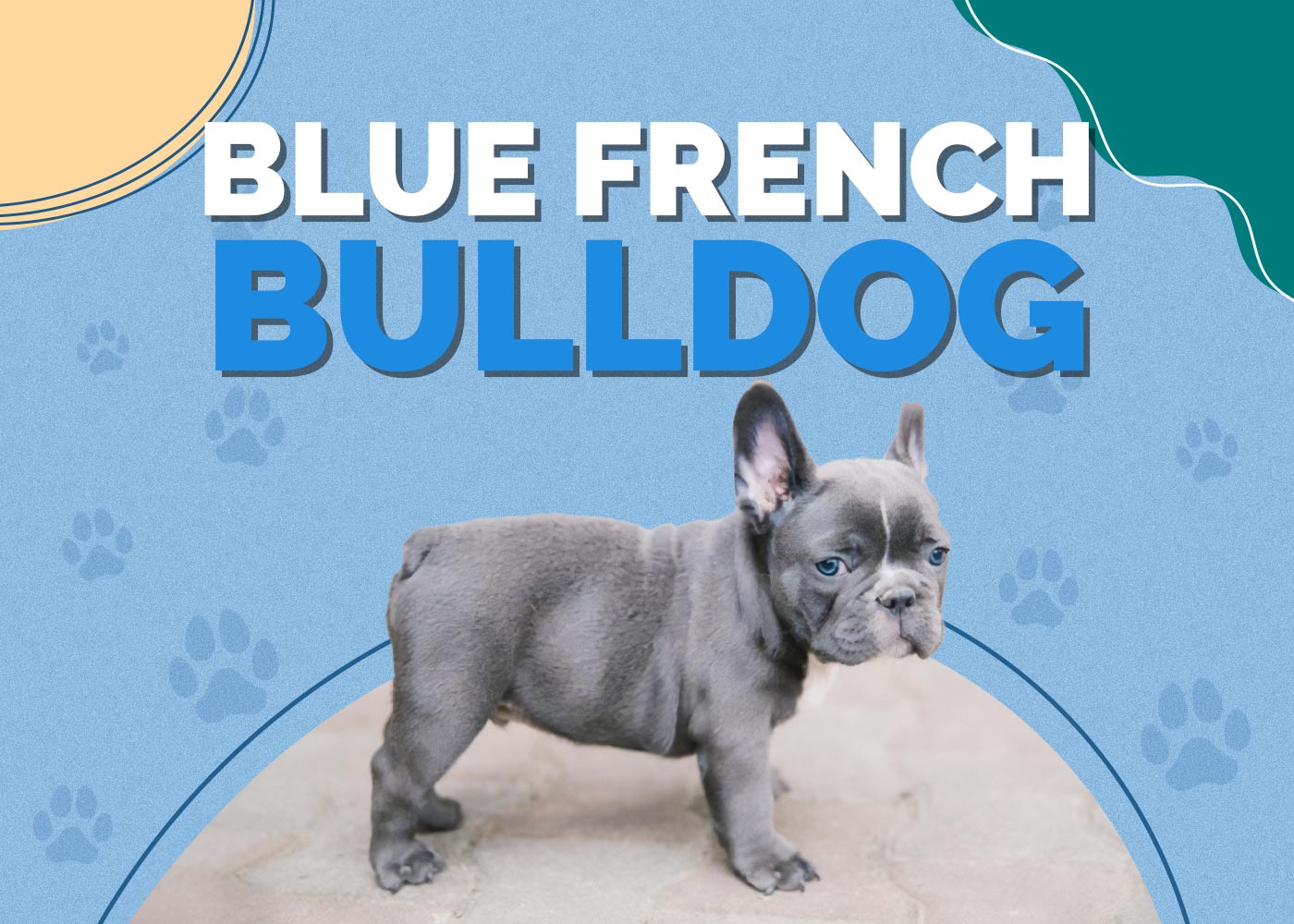 Blue French Bulldog: Info, Pictures, History & Traits