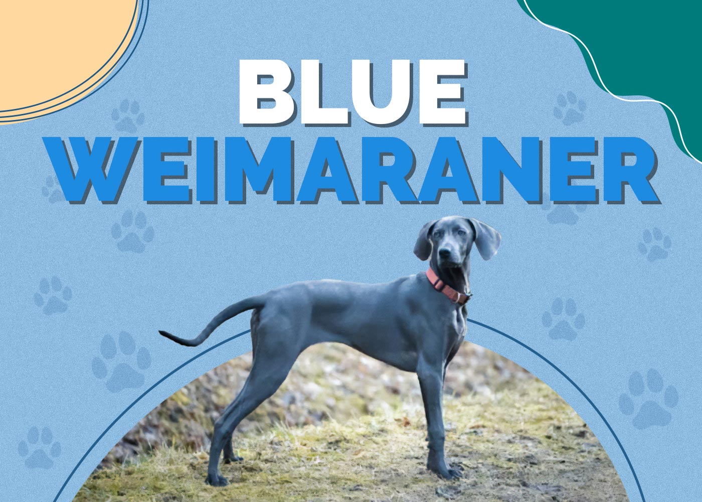 Blue Weimaraner: Info, Pictures, Origin & History
