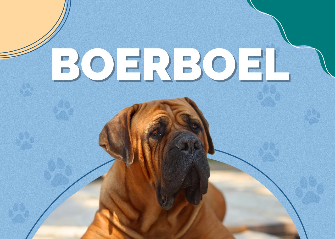 Boerboel Dog Breed Info, Pictures, Temperament & More