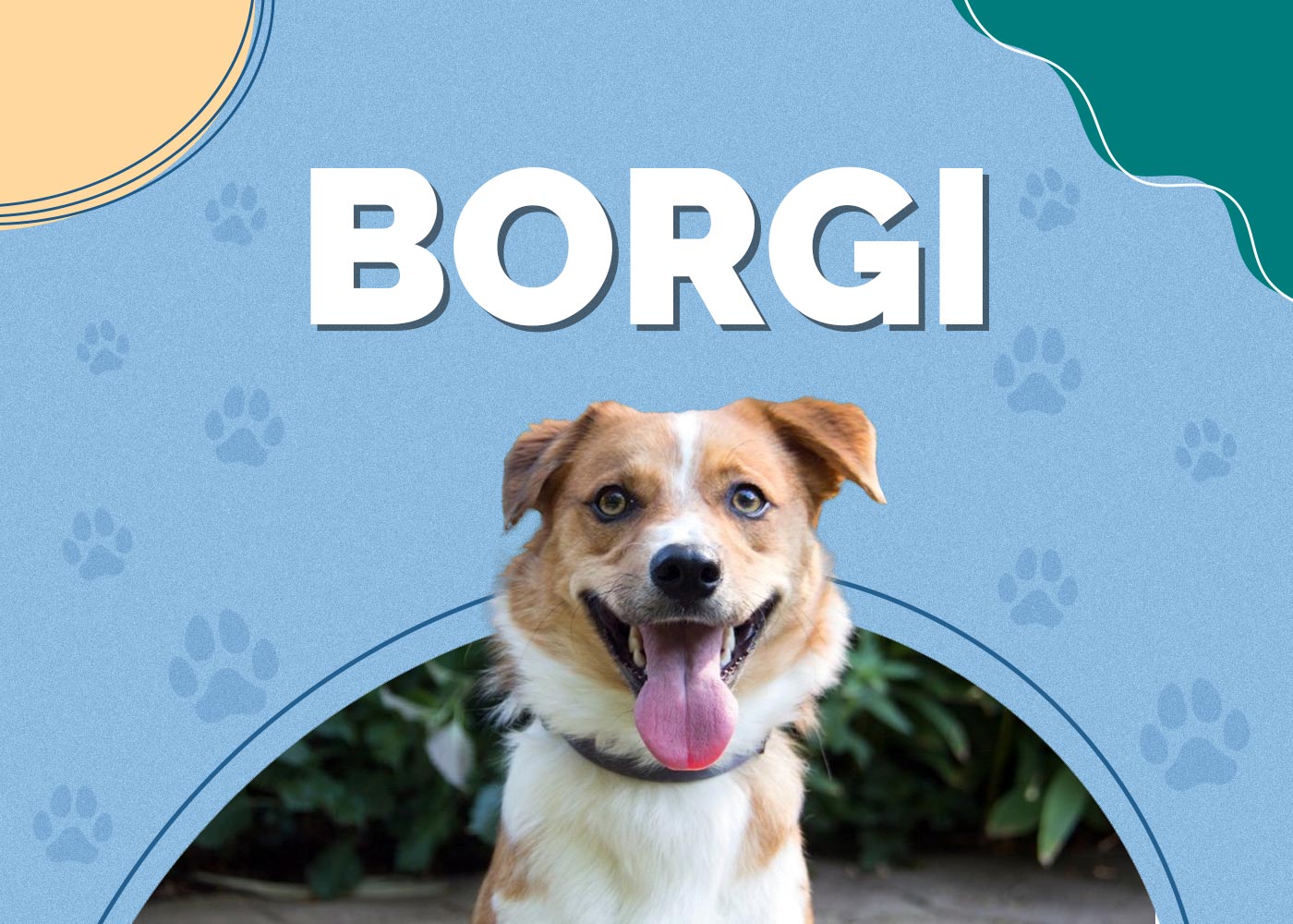Borgi (Border Collie & Corgi Mix) Info, Pictures, Facts, Traits