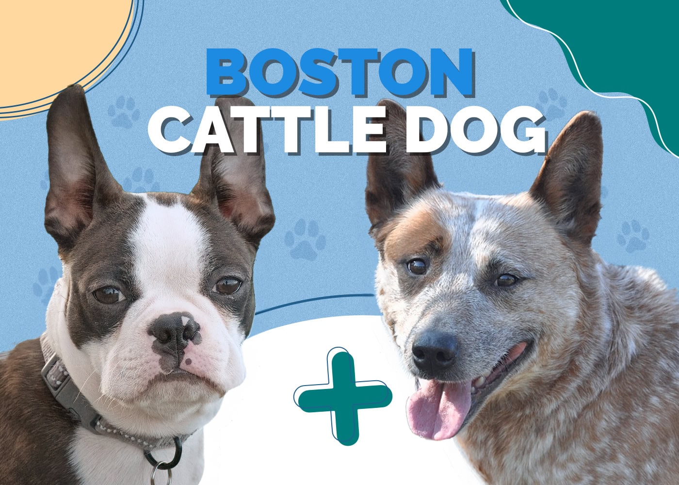 Boston Cattle Dog (Boston Terrier & Australian Cattle Dog Mix): Info, Pictures & More