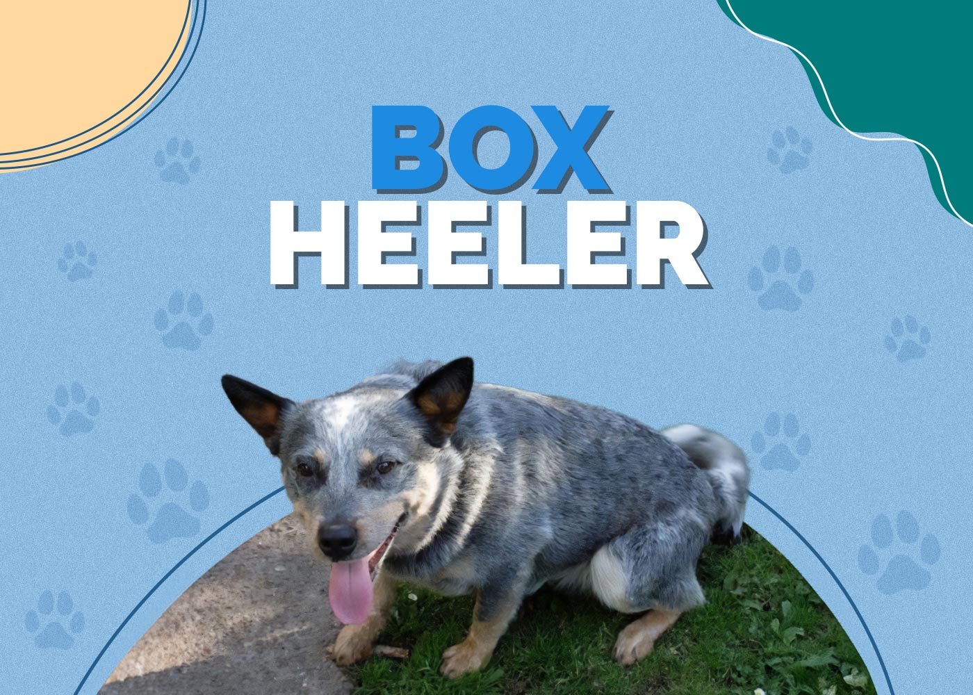 Box Heeler (Boxer & Blue Heeler Mix) Info, Pictures, & Traits