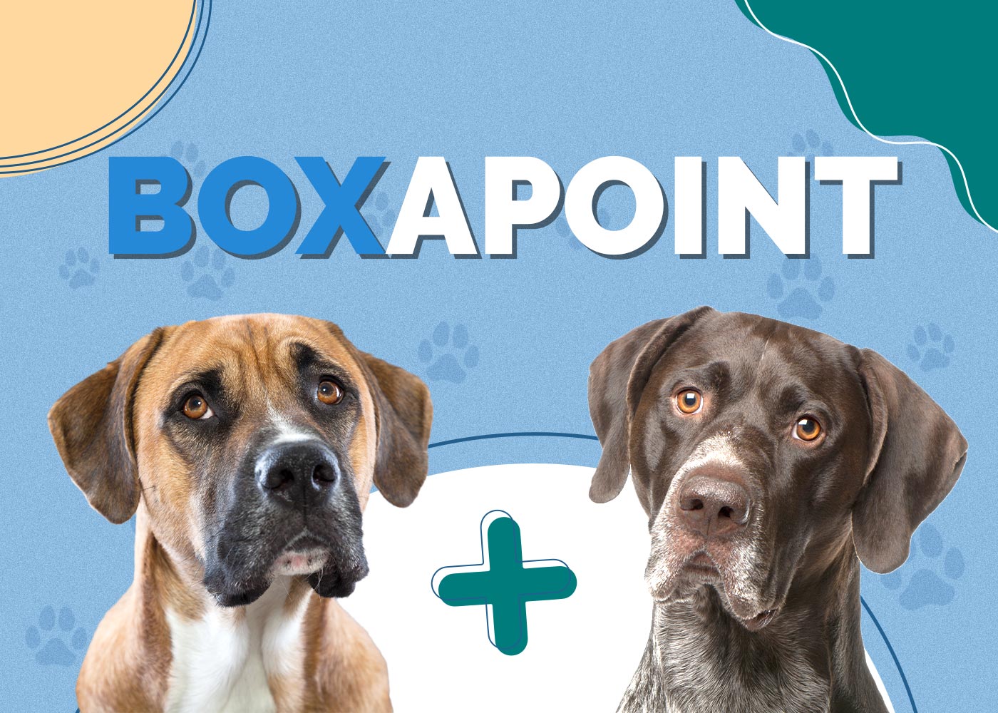 Boxapoint (Boxer & German Shorthaired Pointer): Info, Pictures, Characteristics & Facts