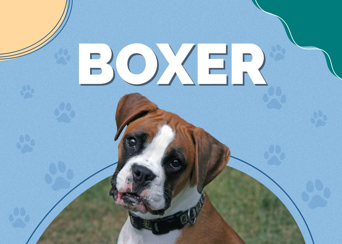 Boxer Dog Breed: Info, Pictures, Traits & Facts