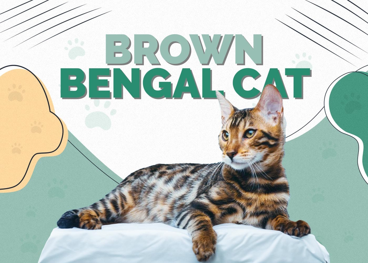 Brown Bengal Cat Info: Facts, Origin & History (with Pictures)