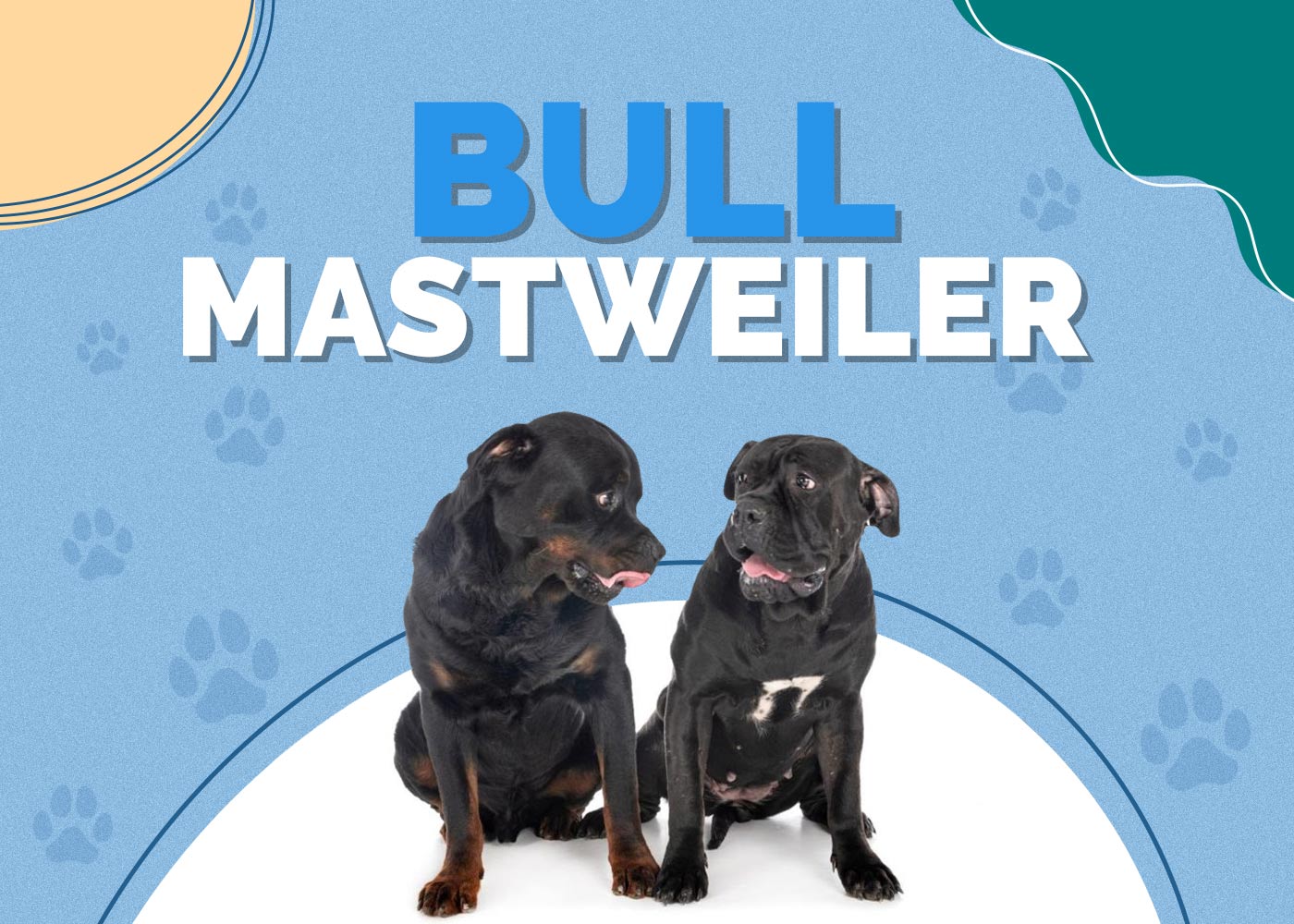 Bull Mastweiler (Bull Mastiff & Rottweiler Mix) Info, Pictures, Traits & Facts