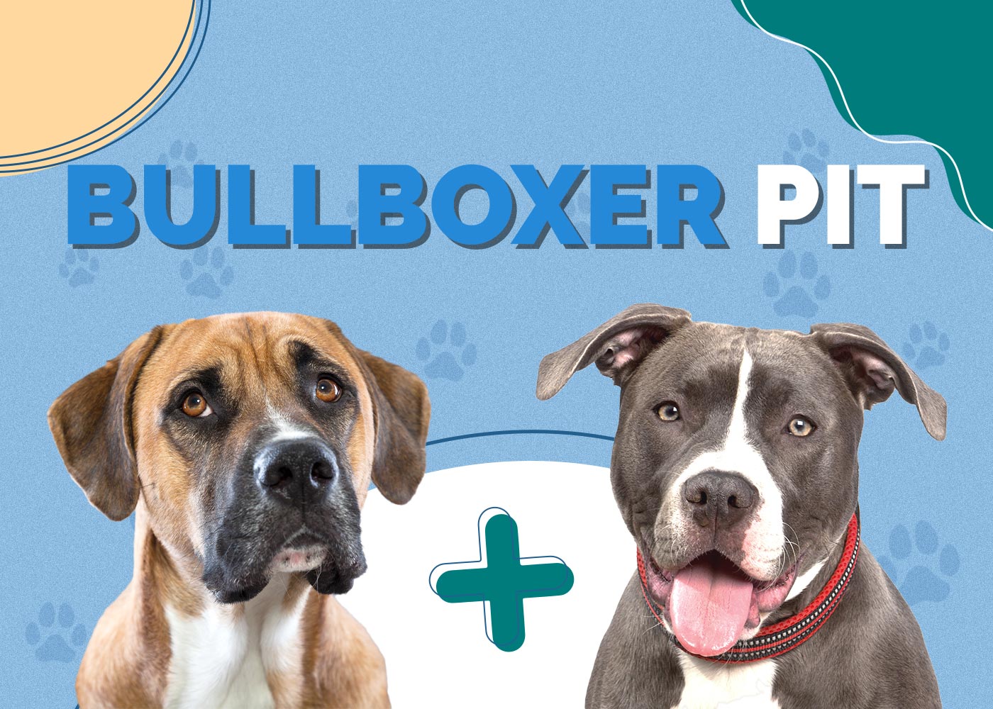 Bullboxer Pit (Pitbull & Boxer Mix): Info, Pictures, Characteristics & Facts