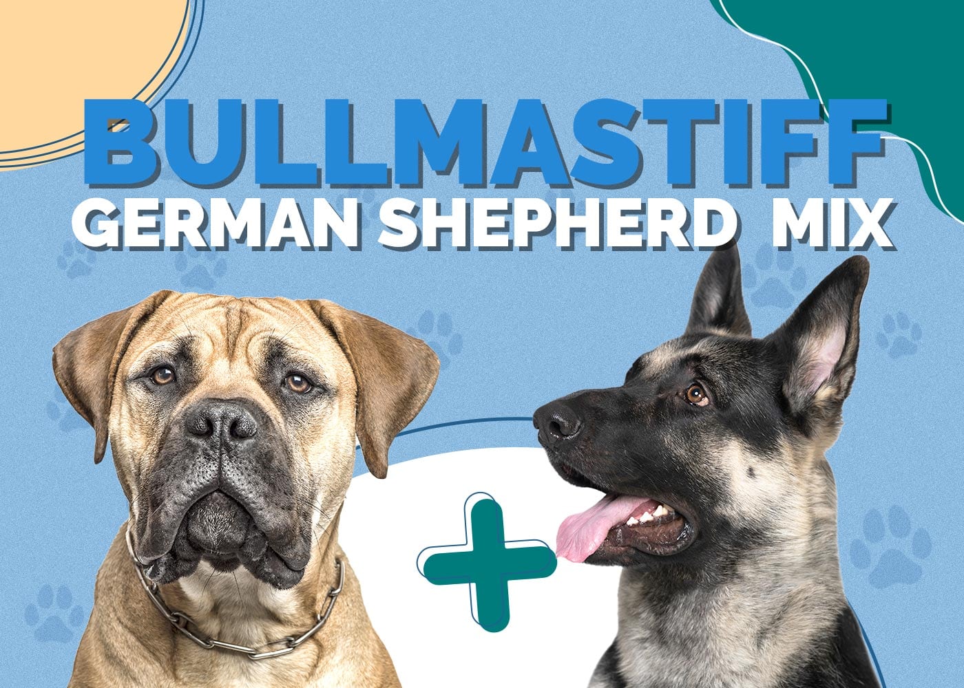 Bullmastiff German Shepherd Mix: Info, Pictures, Characteristics & More